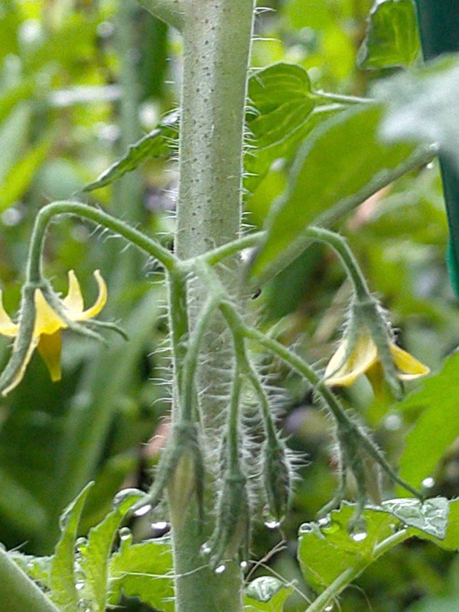 ゲノム編集で生まれた高GABAトマトを育てる！ 6月3日 庭の子がやっと開花しました？