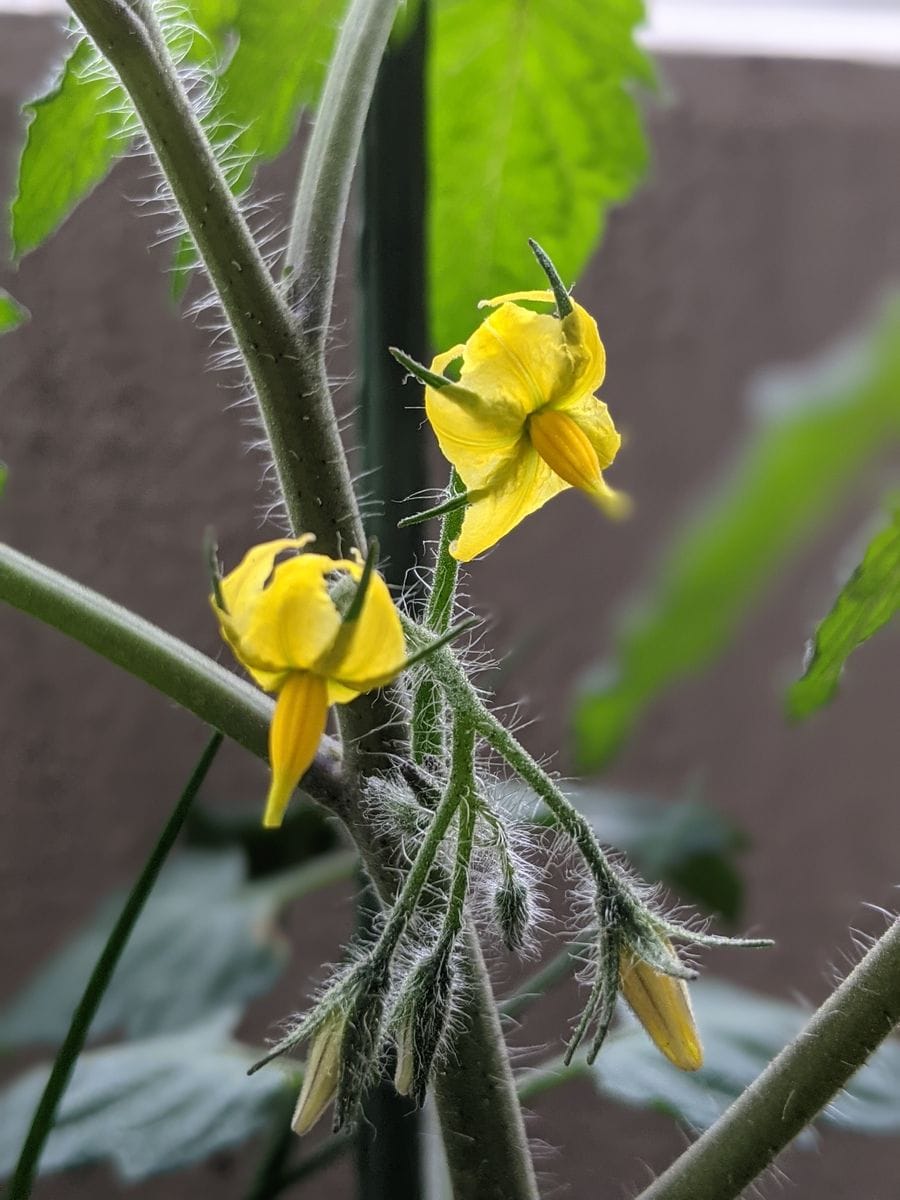 初ベランダトマト食べた実から 210511一番花開花！