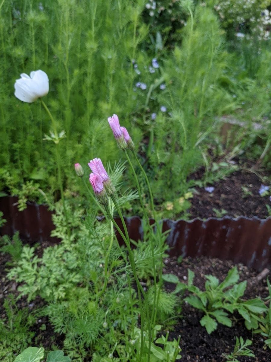 種まきから♫ 私の桃色タンポポちゃん 夜は花びらがキュッとします。