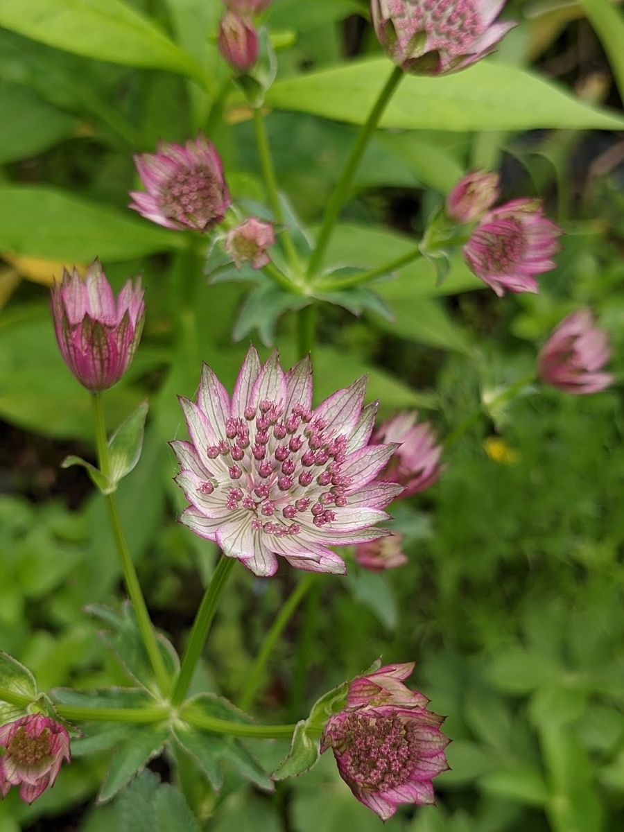 憧れのアストランティアをお庭で 5月中旬に開花！