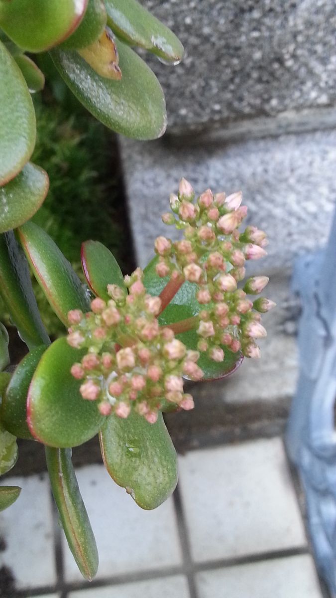 金のなる木に花を咲かせましょう。 雨上がりの１１月１５日