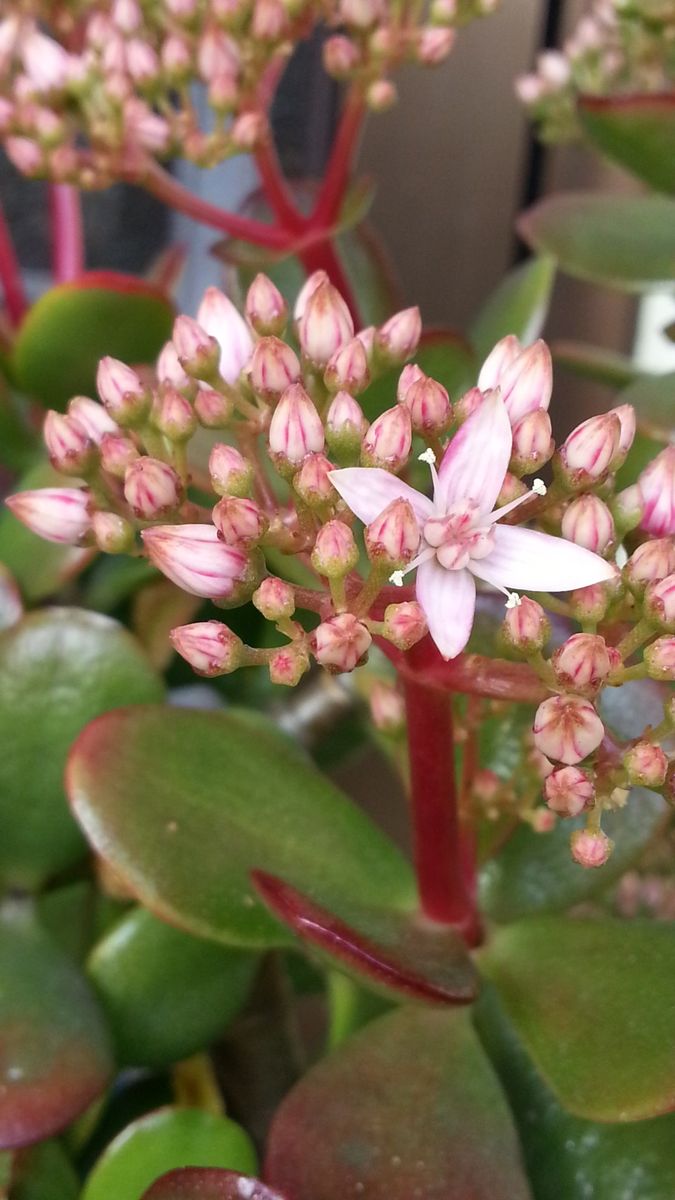 金のなる木に花を咲かせましょう。 今シーズンは開花が早い！