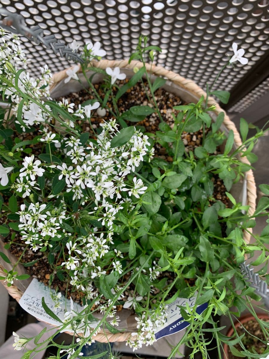 5月16日 白い小花 そだレポ みんなの趣味の園芸