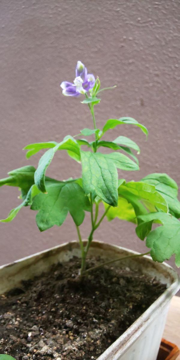 ２０年振りのデルフィニウム２番花切り戻しから３番花開花f(^^;〃2021編 〃 開花しました。 (*^.^*)