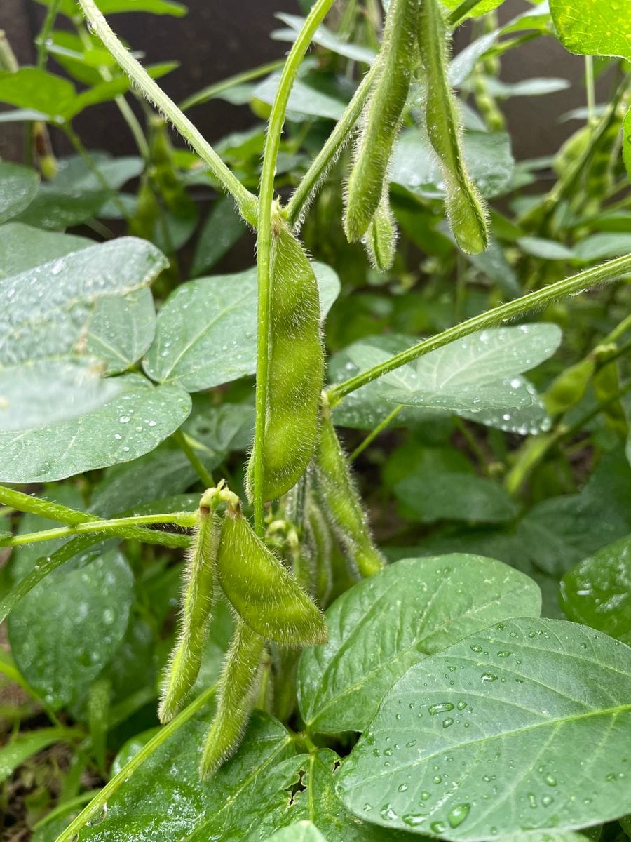 えだまめをタネからそだててみます！ 枝豆の房が育っています(^^)