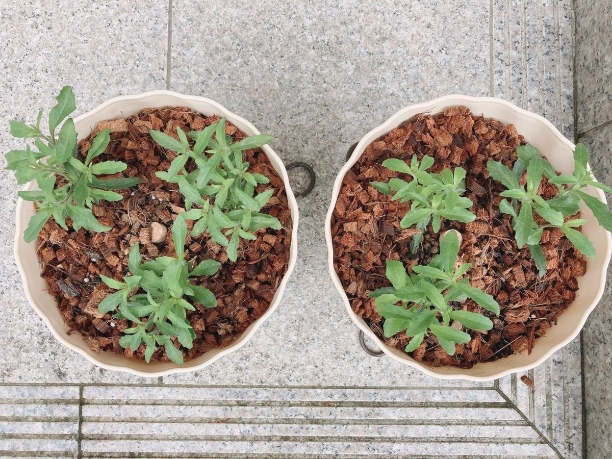 アズーロコンパクト鉢植え、挿し芽 6/6 挿し芽した子も葉っぱ出てきました