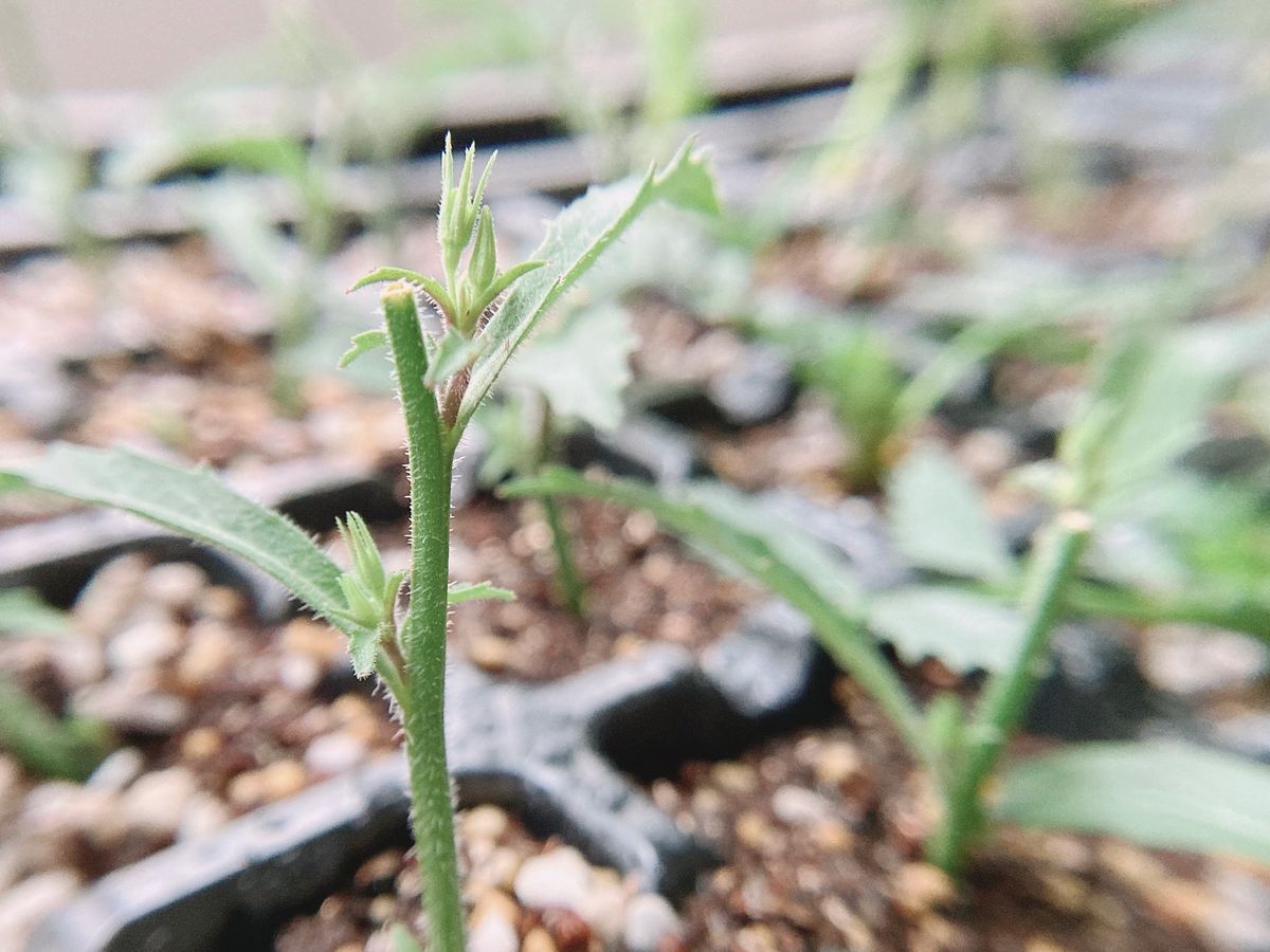 アズーロコンパクト鉢植え、挿し芽