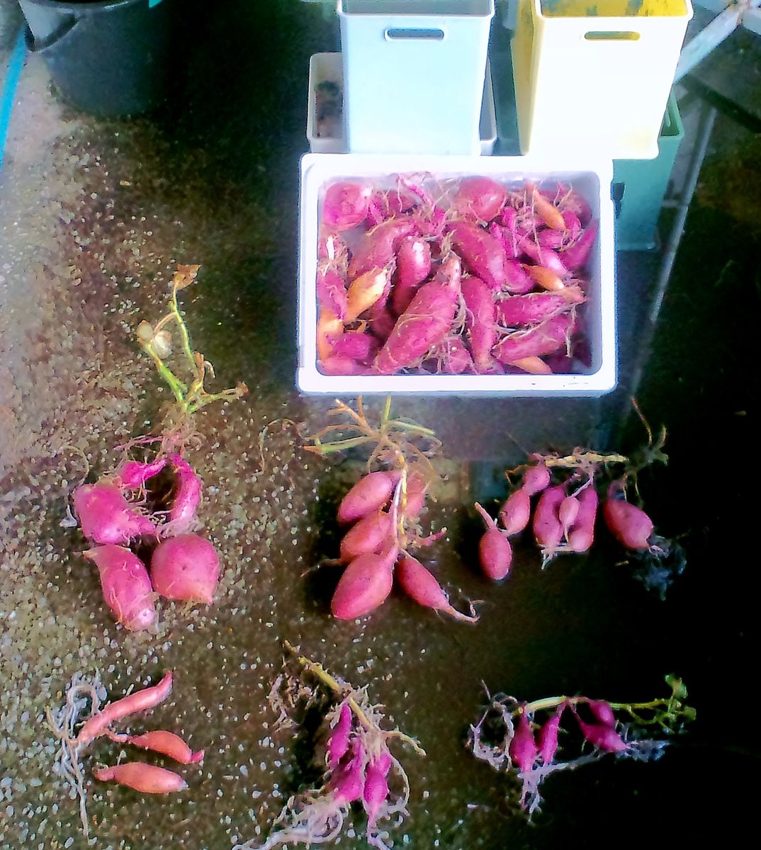 タテニワ・垂直栽培　Eソイル・収納ボックスでサツマイモ栽培（終了） 2021/12/21　収納ボックス
