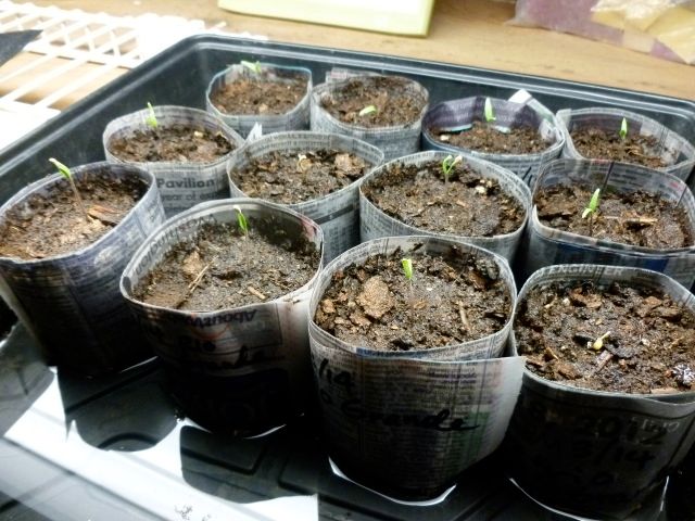 50セントのトマト 小さいポットに植え替え