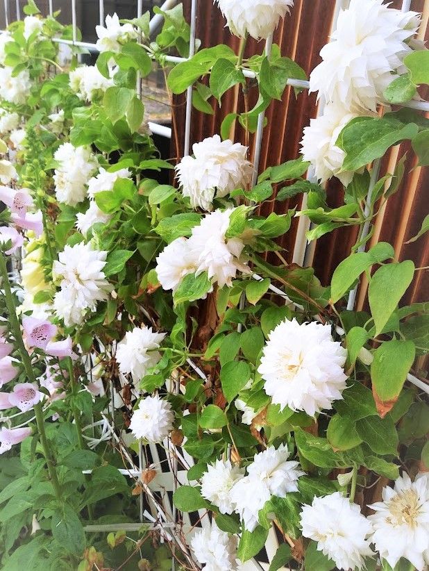 初めてのクレマチス☆ダッチェス オブ エジンバラ 雨の中 1番花満開に🌸