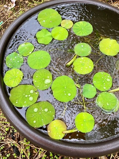 手乗り蓮を種子から育てる 普通の蓮:定植から1週間