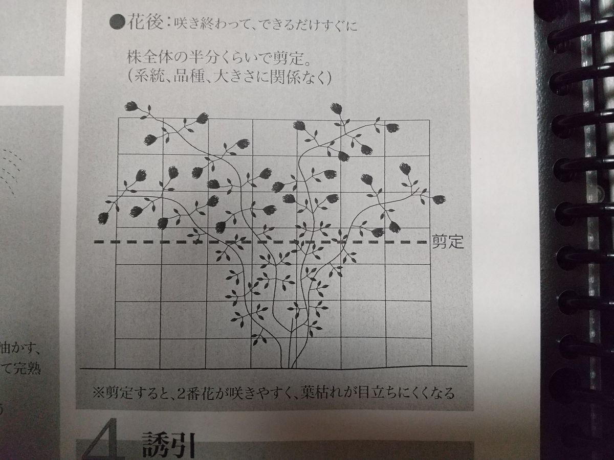 ベルオブウォーキングを花後、5月に強剪定してみました。 及川フラグリーンさん