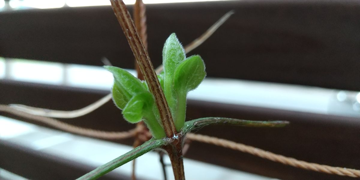 ベルオブウォーキングを花後、5月に強剪定してみました。 脇芽がでてきた！