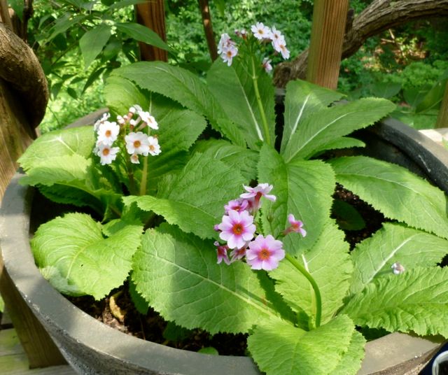 増やせるかな九輪草 2013/5/29 開花