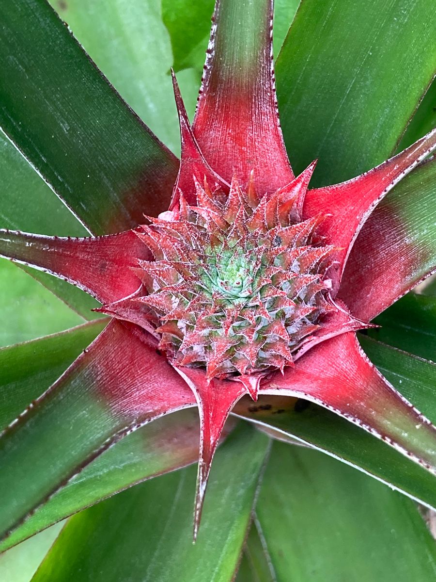 台湾パイナップルよ、もう一度！ 花芽の中央に変化あり