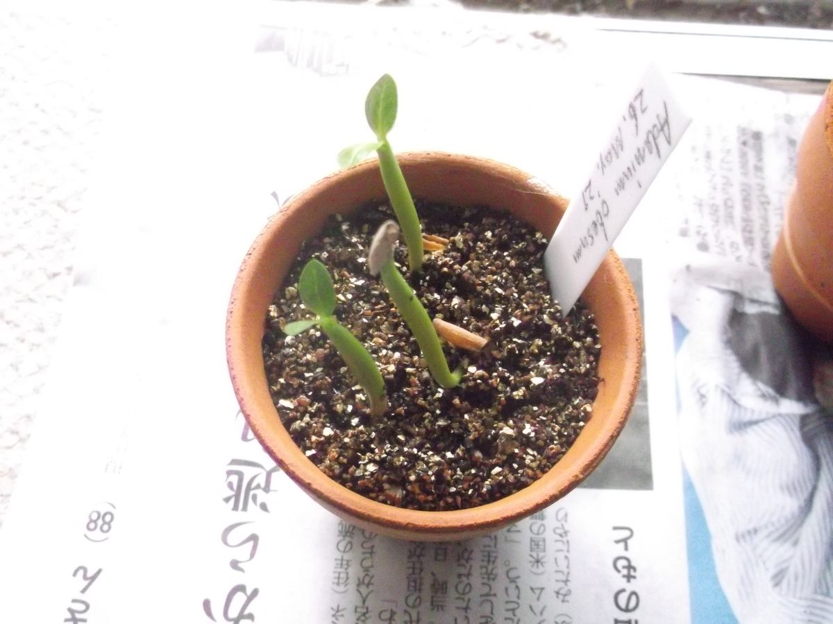 Adenium obesum種まきチャレンジ 双葉になった