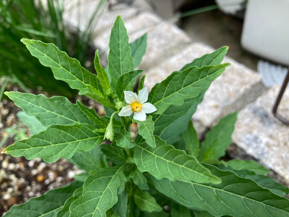 種から育てるフユサンゴ(完) 開花