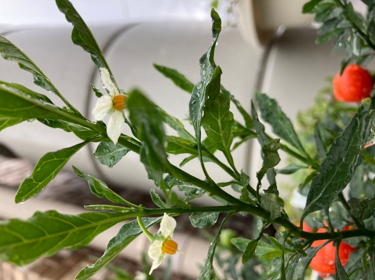 種から育てるフユサンゴ(完) 花と実