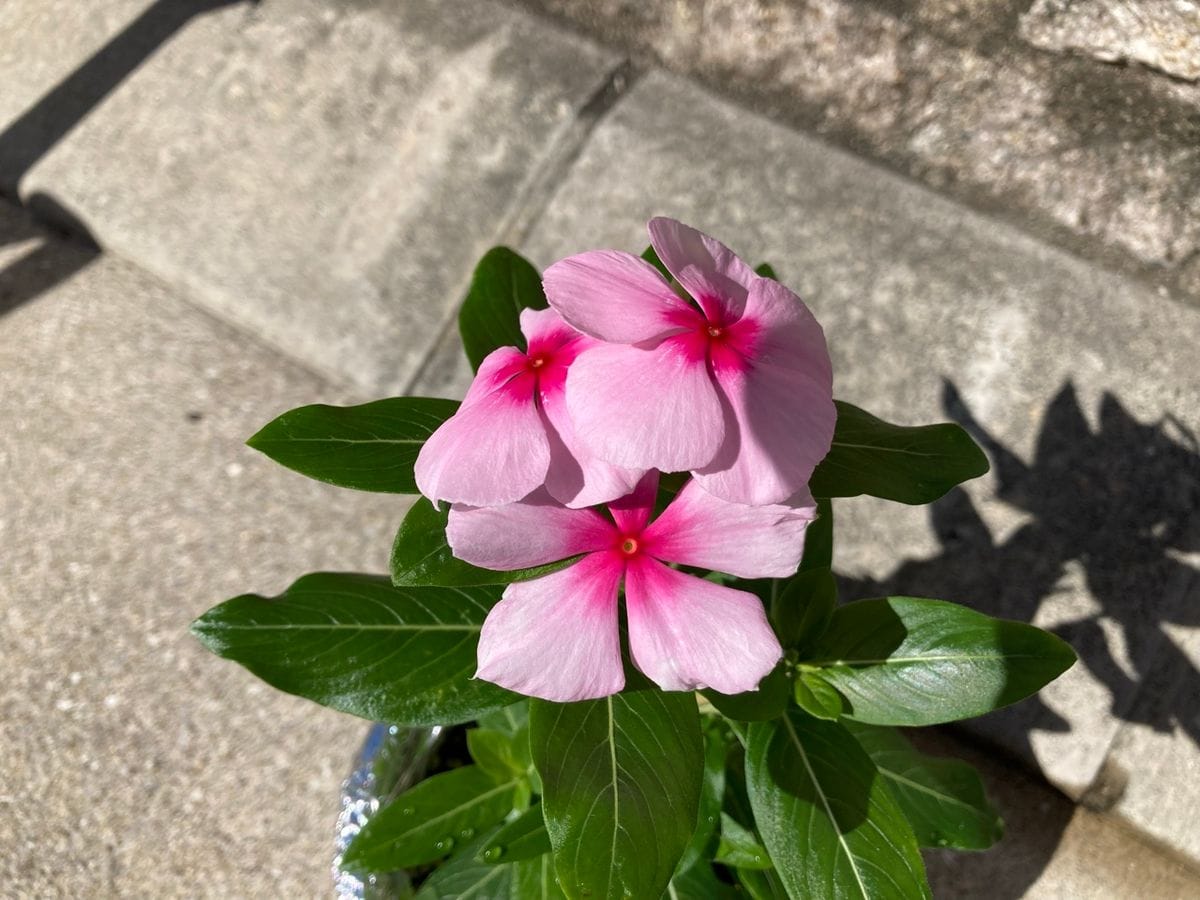 こぼれ種からの日々草(完) 鉢植え