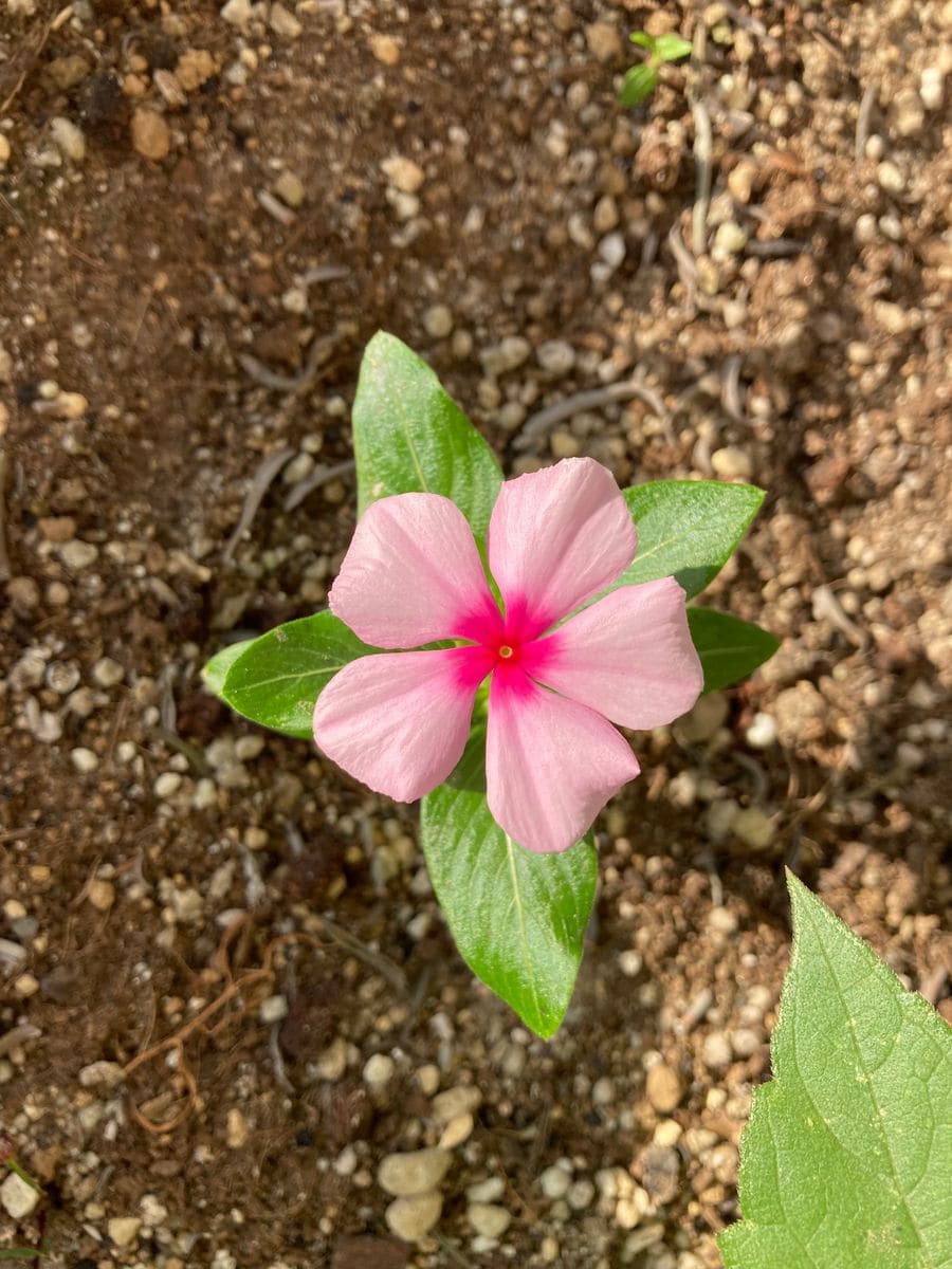 こぼれ種からの日々草(完) 開花