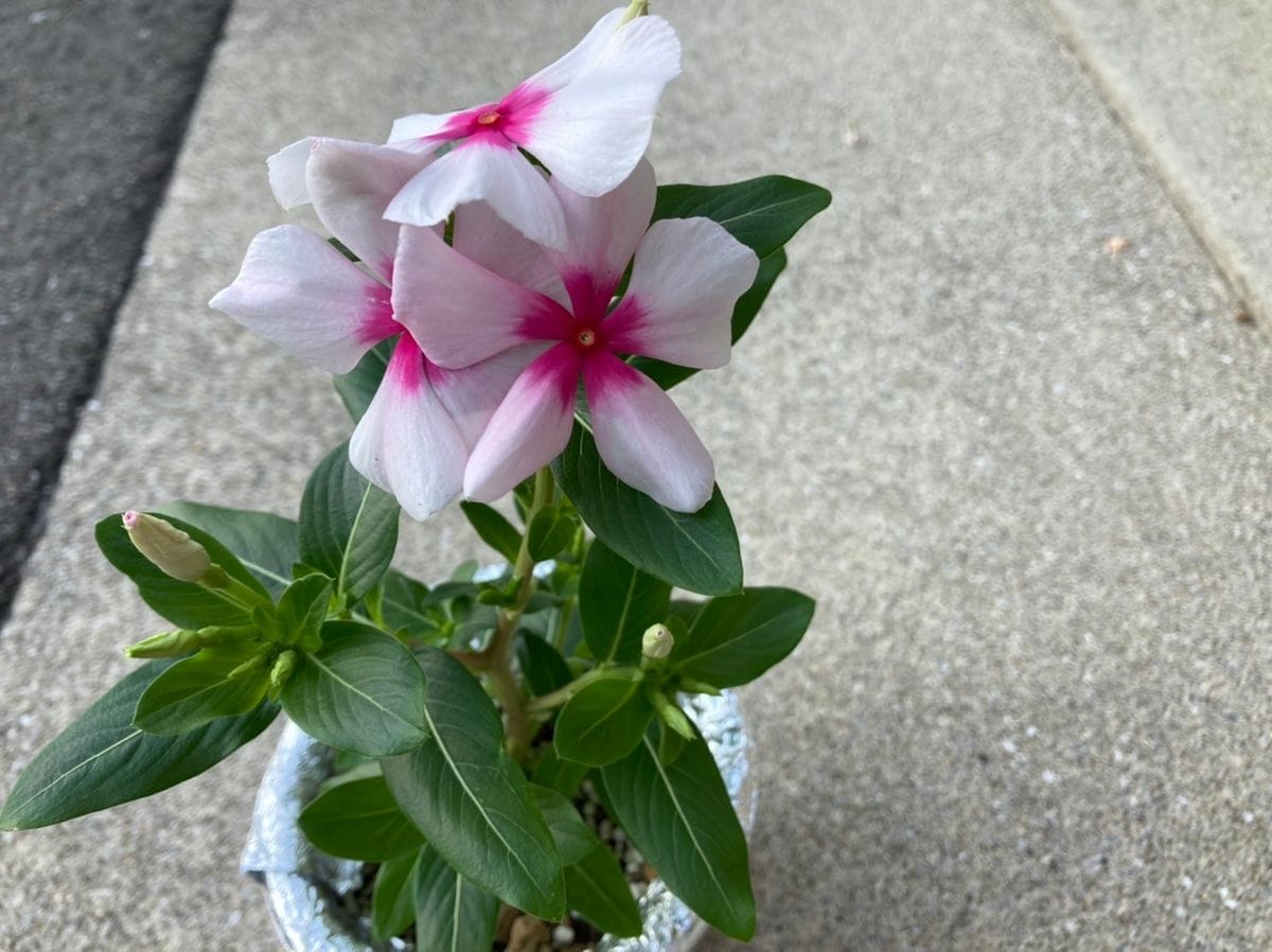 こぼれ種からの日々草(完) 鉢植え　密集