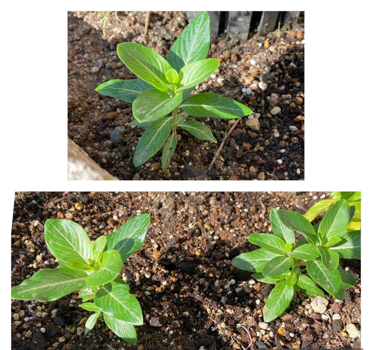 こぼれ種からの日々草(完) 地植え