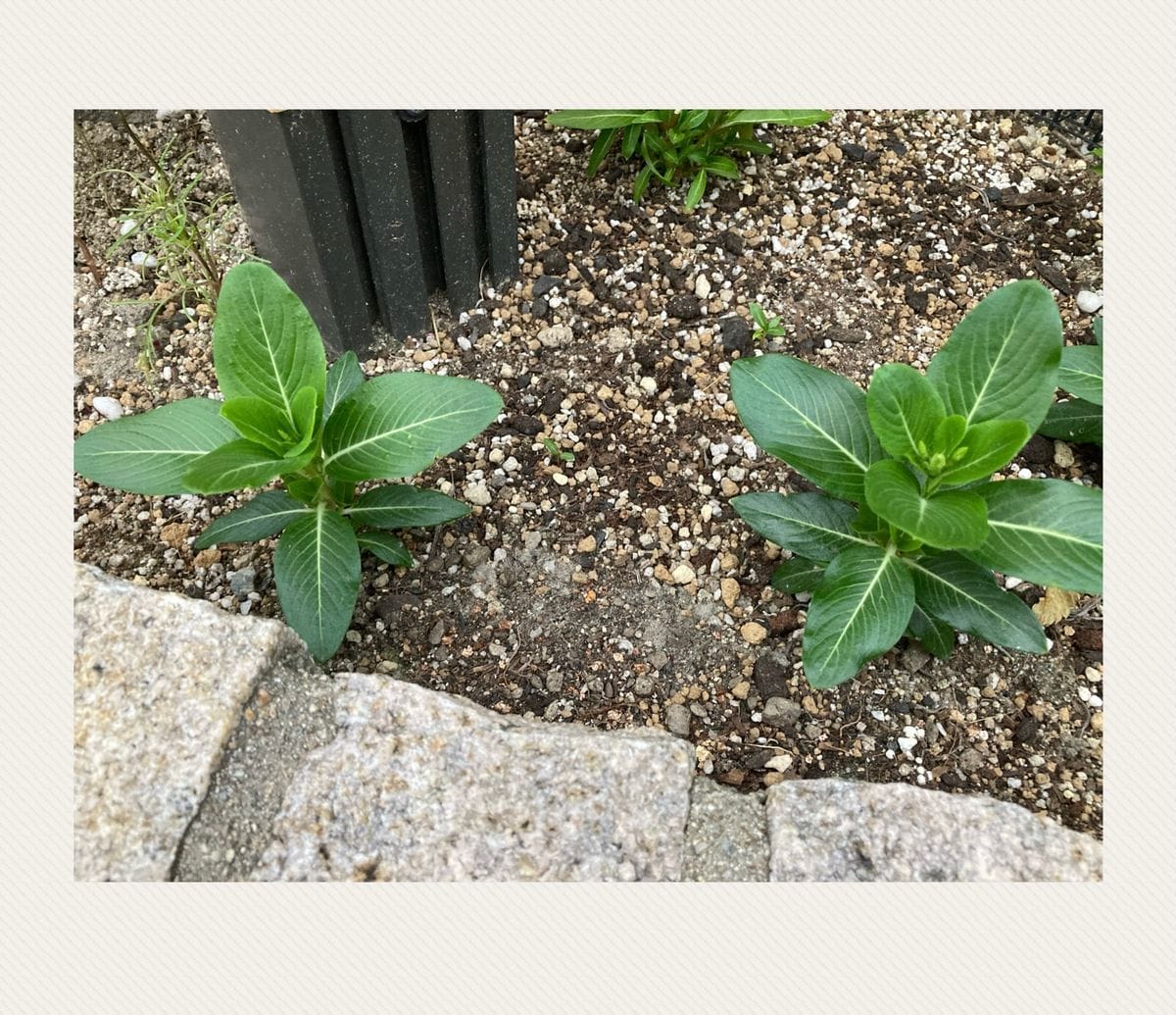 こぼれ種からの日々草(完) 蕾