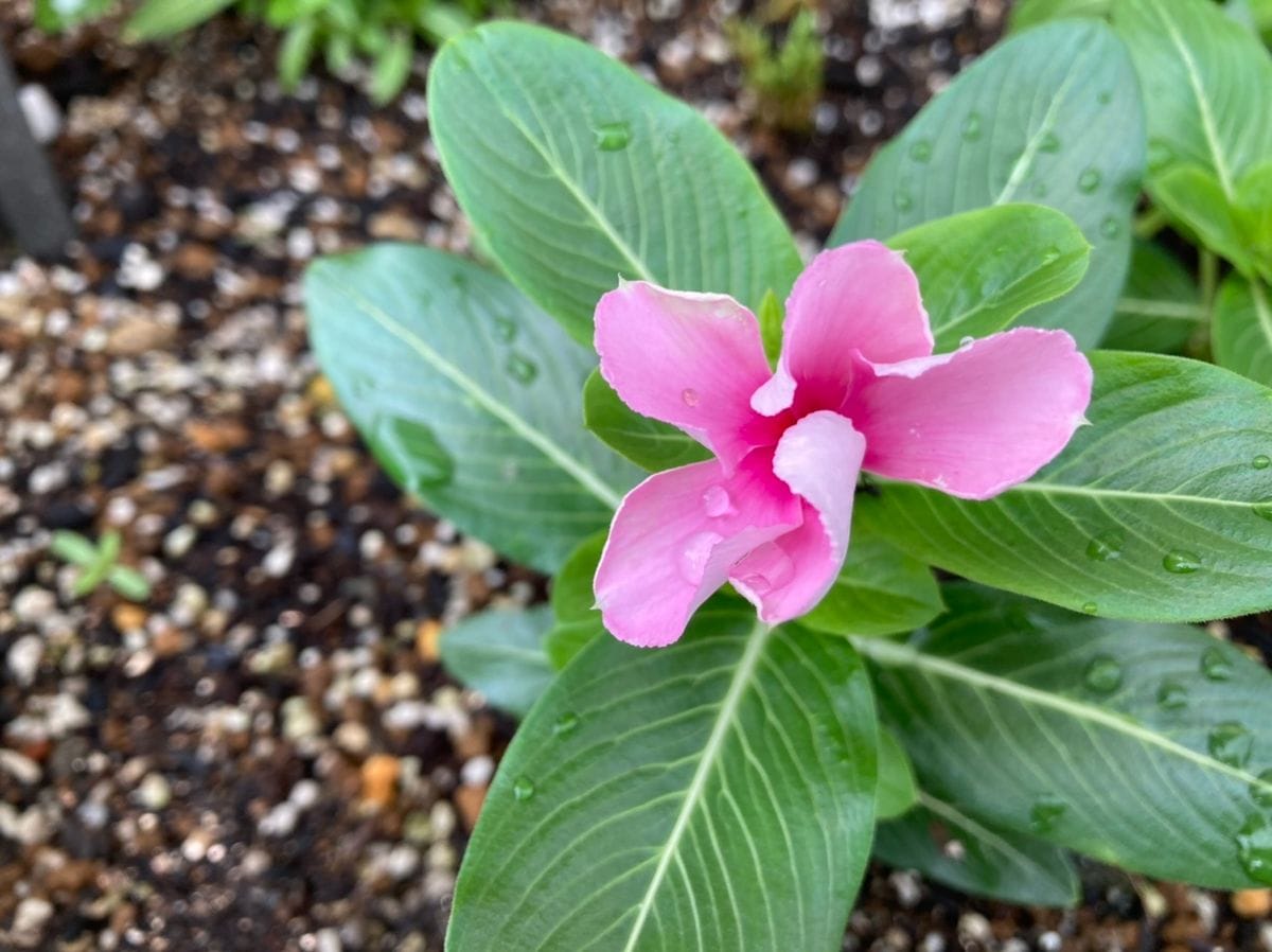 こぼれ種からの日々草(完) 開花途中