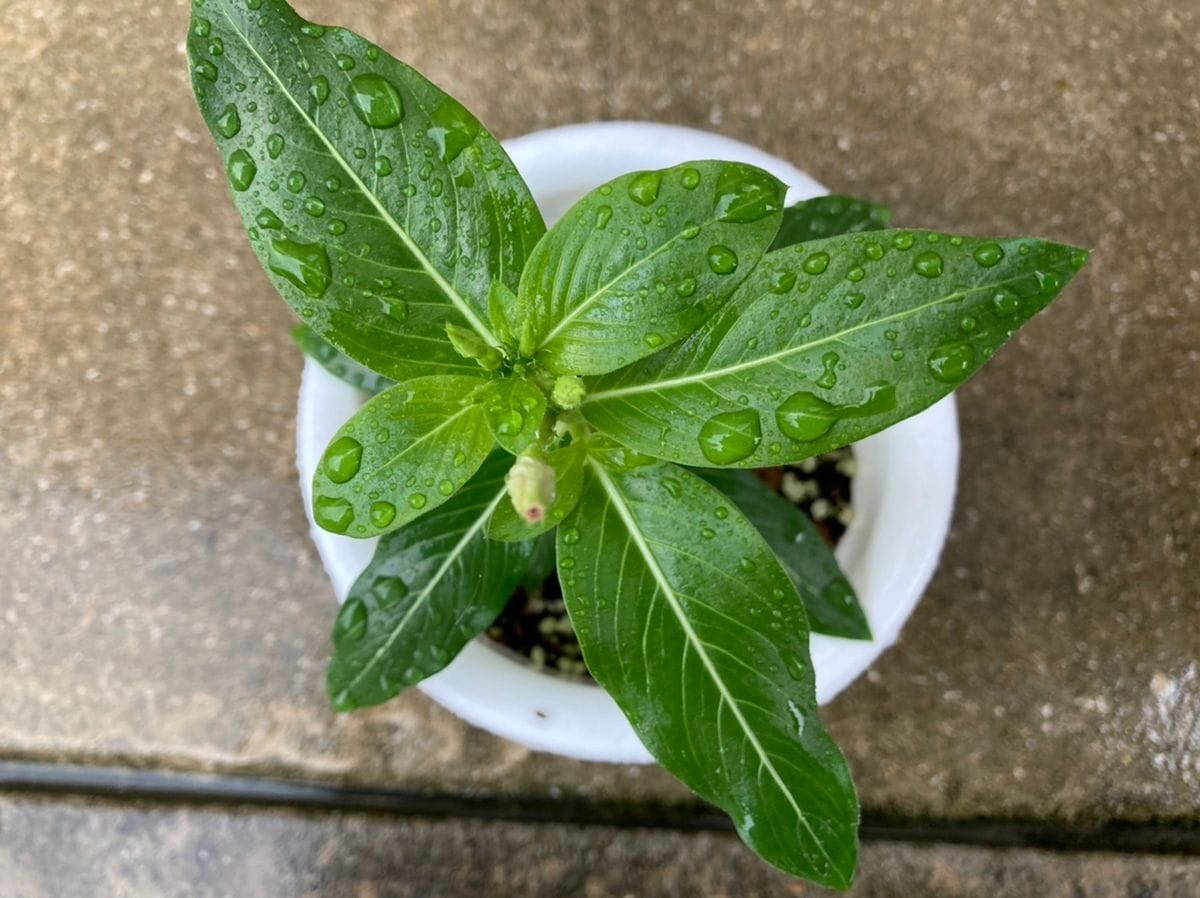 こぼれ種からの日々草(完) 鉢植え