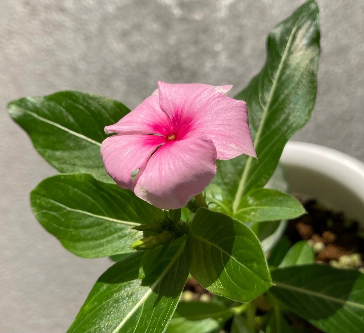 こぼれ種からの日々草(完) 鉢植え