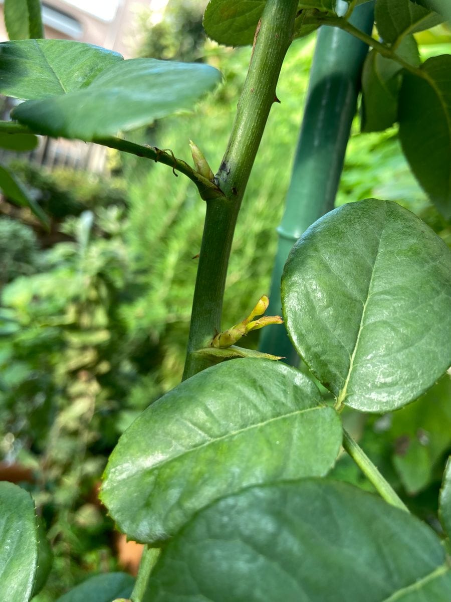 5月　バラの新苗植えてみた 　8月27日