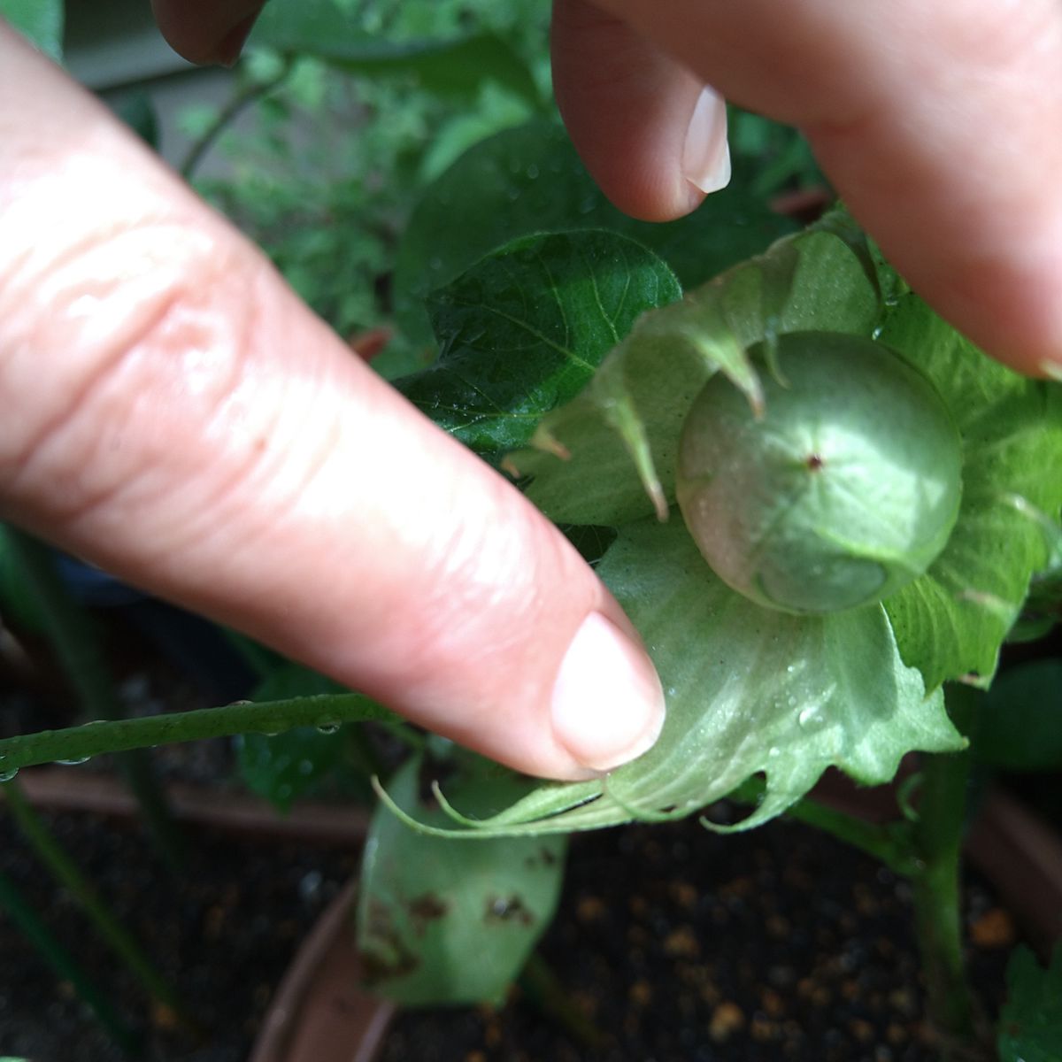 綿を種から育ててみた〜 ８月１２日・実を確認〜👀💕