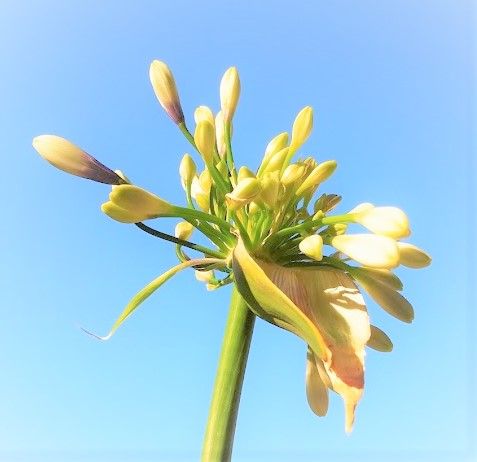 アガパンサス☆ツイスターに会いたい おはよう🌞