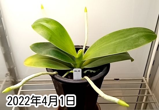 胡蝶蘭ふやし放題？（Phal. pulchra） 今年こそは！