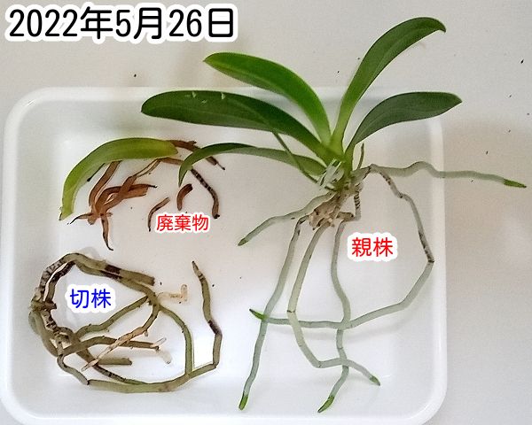 胡蝶蘭ふやし放題？（Phal. pulchra） 親株の植え替え