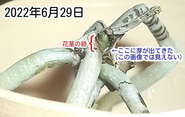 胡蝶蘭ふやし放題？（Phal. pulchra） 発芽しました！・・・見えないけど。