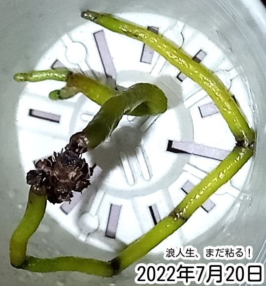 胡蝶蘭ふやし放題？（Phal. pulchra） その頃「浪人生」は・・・