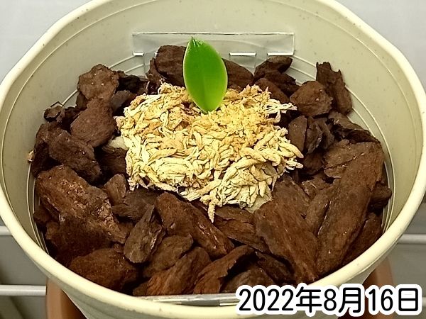 胡蝶蘭ふやし放題？（Phal. pulchra） こちらは順調