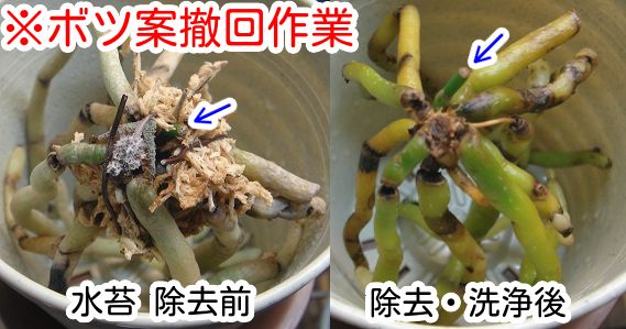 胡蝶蘭ふやし放題？（Phal. pulchra） 水苔は無い方が良かった