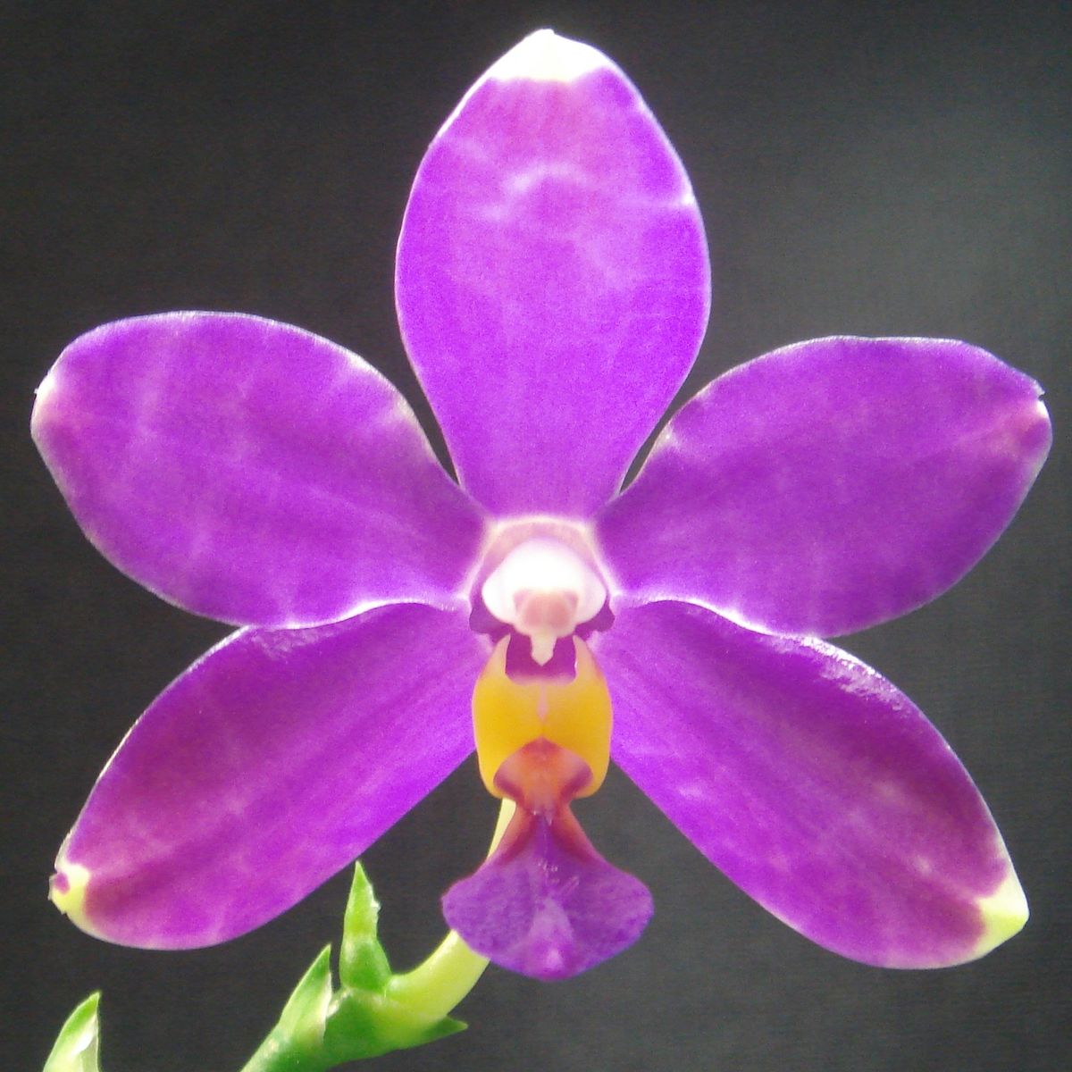 胡蝶蘭ふやし放題？（Phal. pulchra）