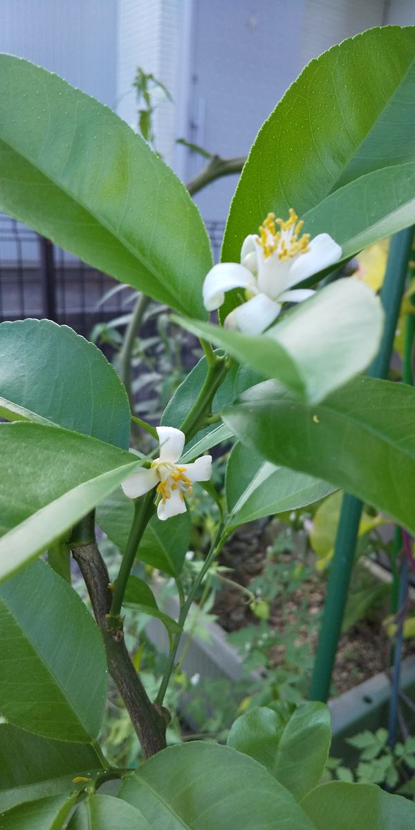 四季成りレモン日記 真っ白な花が咲きました✨