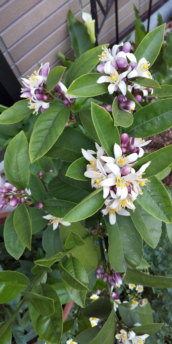 四季成りレモン日記 沢山の花が咲いて良い香り✨