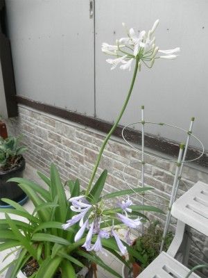 アガパンサスの開花まで（実生）