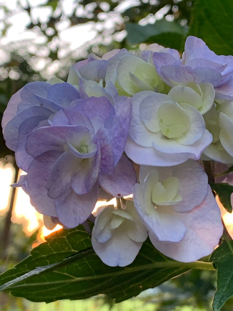 ケロの超初心者園芸・紫陽花の巻 咲いたよ〜😆