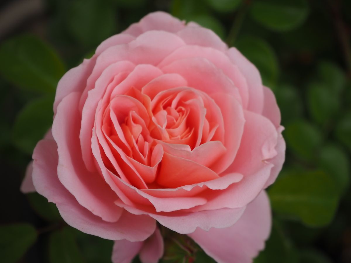 初めてのつるバラ栽培　桜衣　２０２１年～２０２２年 バラ購入✨
