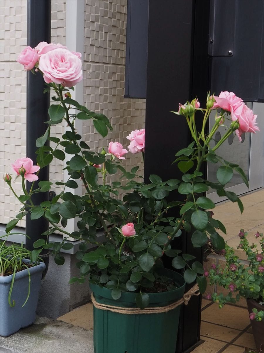 初めてのつるバラ栽培　桜衣　２０２１年～２０２２年 ２０２２年５月