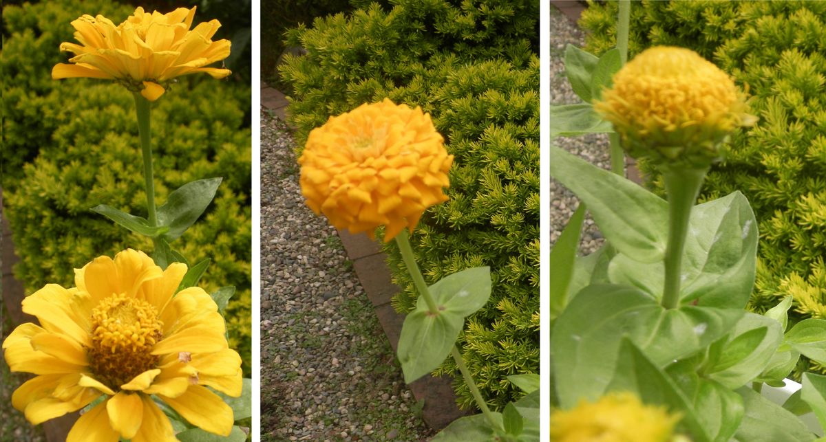 種からジニア ６月２０日 黄花の形 ３様