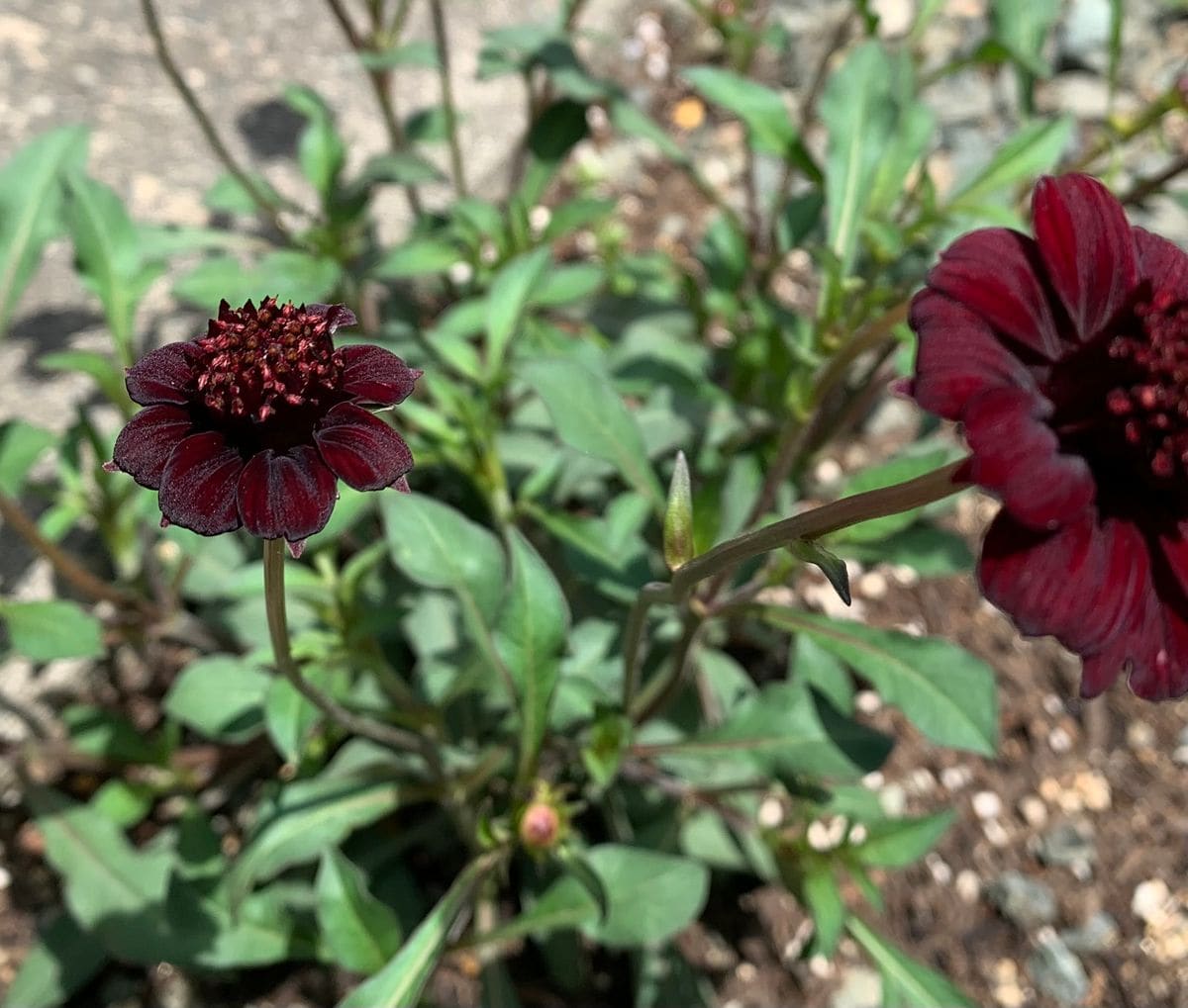 チョカモカ地植え チョカモカ撮ってみた