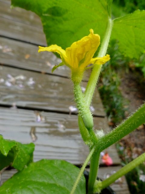 今年も日本のキュウリ 開花