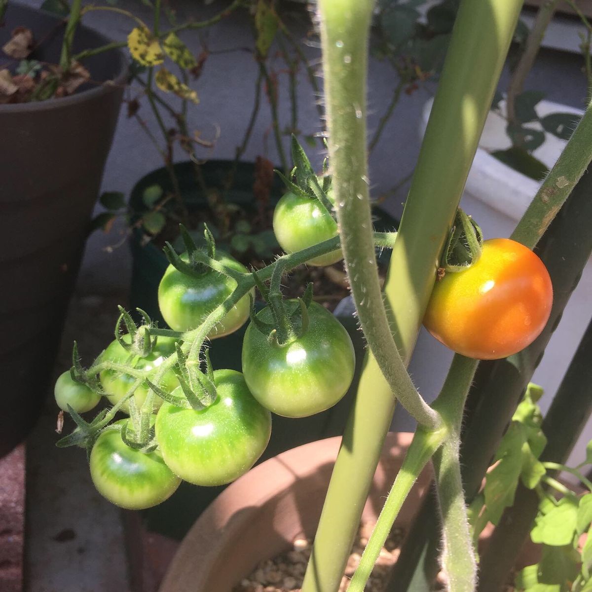 我が家のミニトマトの成長！